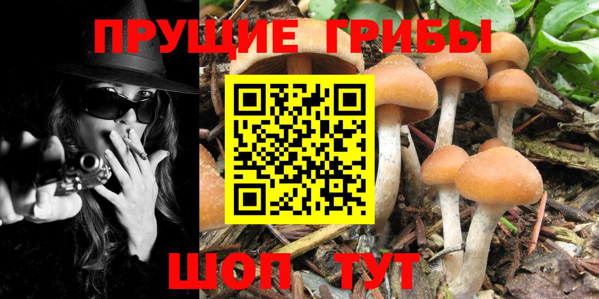 Галлюциногенные грибы Psilocybe  Вход с VPN  Псилоцибиновые грибы Magic Shrooms  Богданович 